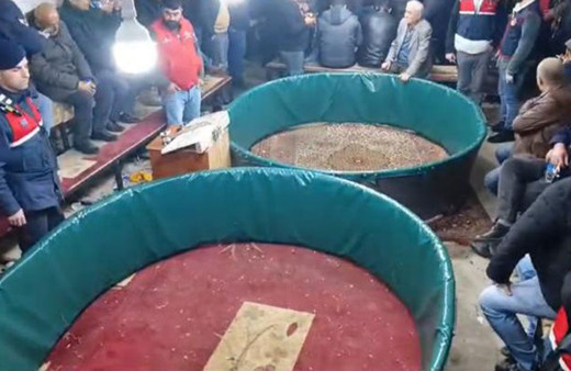 Denizli'de horoz dövüştüren 108 kişiye para cezası verildi!