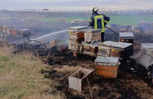 Arı kovanları yandı, arılar telef oldu