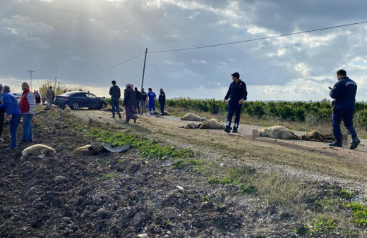 Otomobil koyun sürüsüne daldı 50 hayvan telef oldu