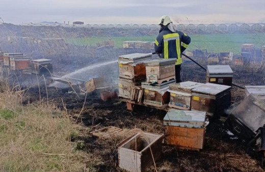 Arı kovanları yandı, arılar telef oldu!
