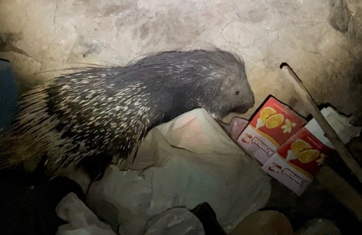 Yüksekova’da nesli tükenmekte olan Hint oklu kirpi görüntülendi