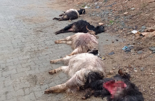 Diyarbakır’da sokak köpekleri 15 keçiyi telef etti