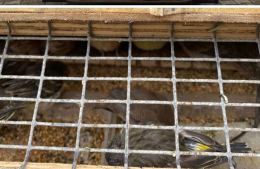 Otobüste 589 kuş ele geçirildi! Yurt dışına kaçıracaklardı