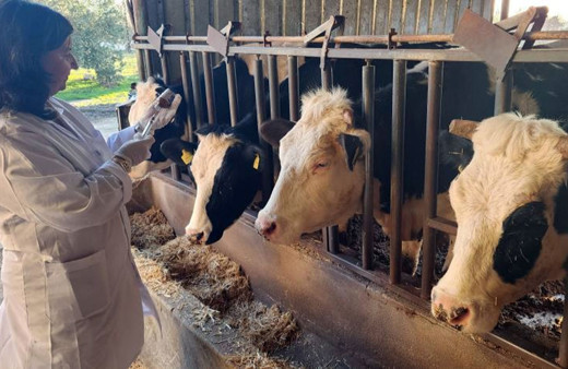 Çanakkale'de 205 bin büyükbaş hayvan şap hastalığına karşı aşılanacak