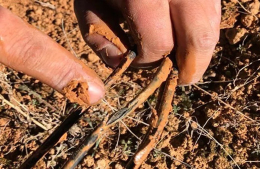 Fareler güneş tarlalarına zarar verdi