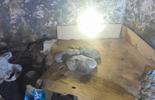 Güvenlik korucuları donmak üzere olan yavru köpekleri kurtardı