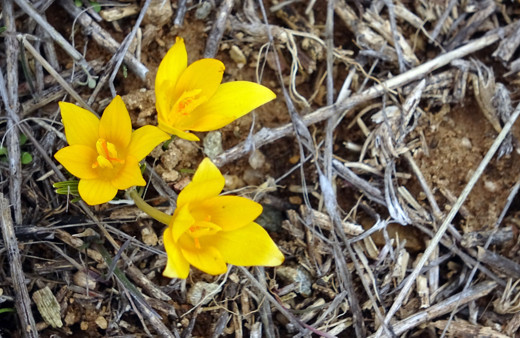 Baharın müjdecisi çiğdem çiçekleri yüzünü gösterdi