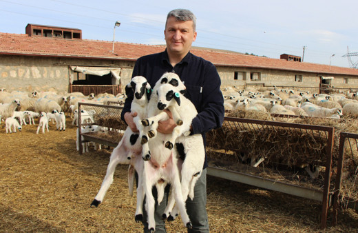 Kuzu doğumlarında üçüzler arttı, kış güneşi süt kuzularına yaradı