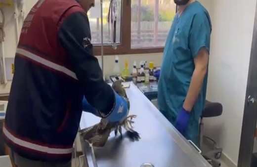 Pendik'te tedavi edilen yaralı atmaca doğaya dönecek