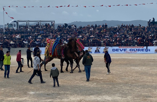 Ezine'de deve güreşleri nefes kesti