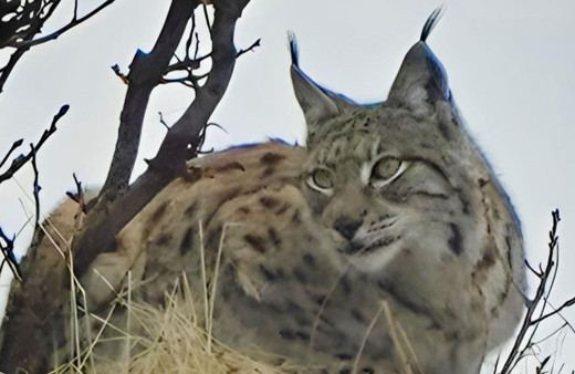 Kırmızı listedeki vaşak Tunceli'de fotoğraflandı