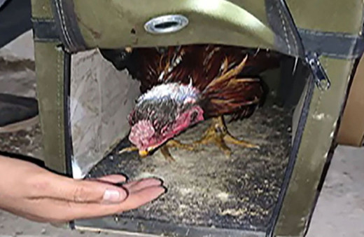 Konya'da ahırda horoz dövüşüne 349 bin lira ceza kesildi