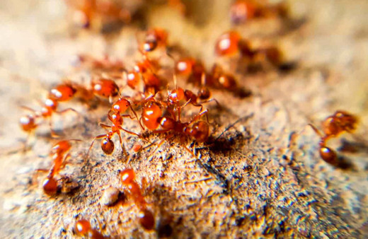 1 yılda 8.8 milyon kişi ısırıldı hızla yayılıyorlar mücadele için 1 milyar dolar