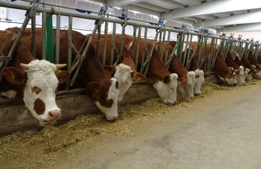 Devlet desteğiyle kurduğu tesiste günlük 700 litre süt üretiyor