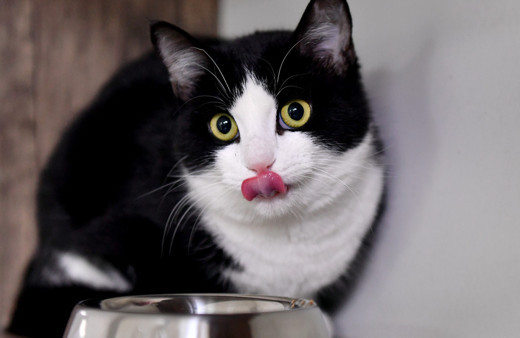 Mersin'de saplandığı demirden kurtarılan kedi sağlığına kavuştu