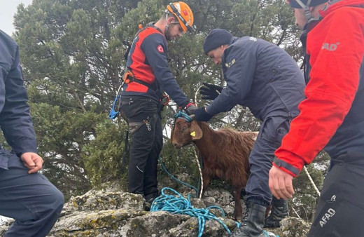 Mahsur kalan küçükbaş hayvanları AFAD kurtardı