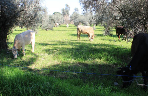 Aydın'da küresel ısınma ineklere yaradı!