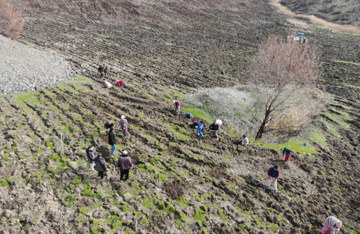 Gaziantep'te yanan 15 bin ağacın yerine 150 bin fidan dikiliyor