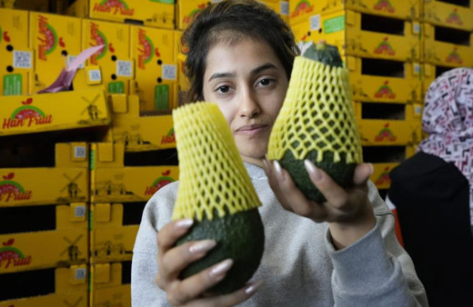 Kilogramı 5 dolar! Türk avokadosu Rusya'da yok satıyor!