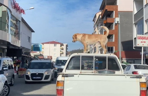Bu köpeğin en büyük tutkusu kamyonetin tavanında yolculuk etmek