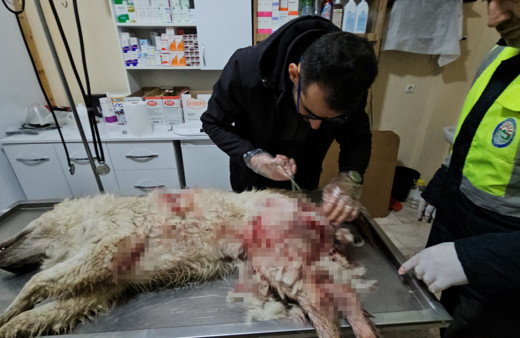 Tüfekle vurulan köpek hastane bahçesine sığındı