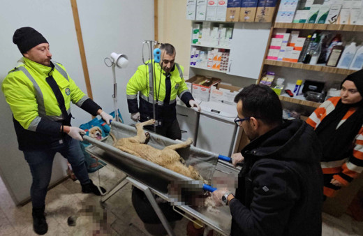 İki sokak köpeğini silahla yaralayan şahıs yakalandı