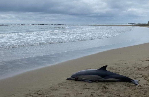 Ordu’da ölü yunus balığı sahile vurdu