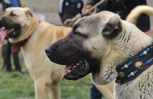 Köpek dövüşüne ağır ceza! 22 kişi gözaltında...