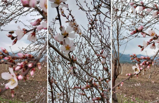 Denizli’de Şubat ayında ağaçlar çiçek açtı!