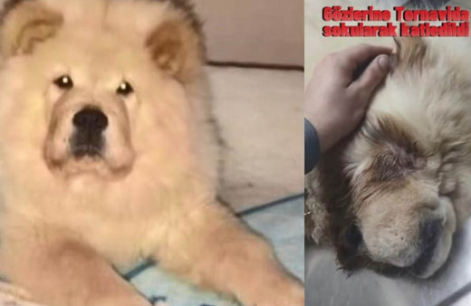 "Ev sahibim tornavidayla köpeğimi kör edip öldürdü" dedi! Gerçek bambaşka çıktı