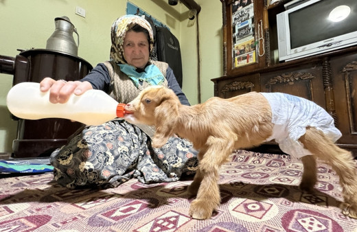 Torunlarının adını verdikleri oğlağa evlerinde bebek gibi bakıyorlar