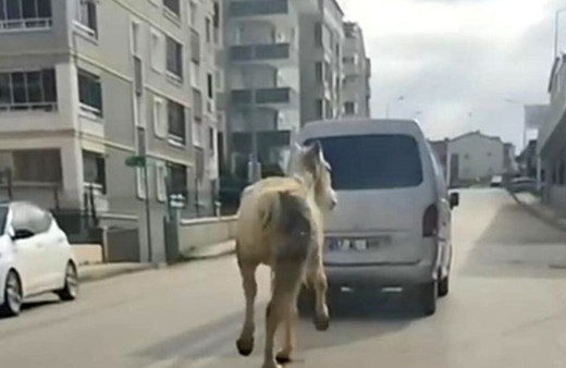 Bursa'da atı aracın arkasına bağlayıp koşturdular