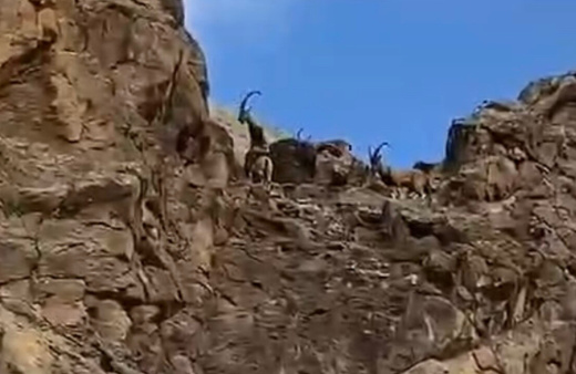 Dağ keçileri sürü halinde görüntülendi