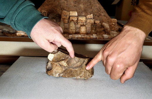 Adıyaman’da 15 milyon yıllık balık fosili bulundu