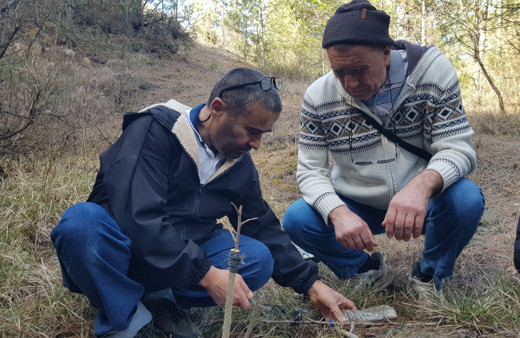 Emekli imam gelecek nesil için doğadaki meyve ağaçlarını aşılıyor