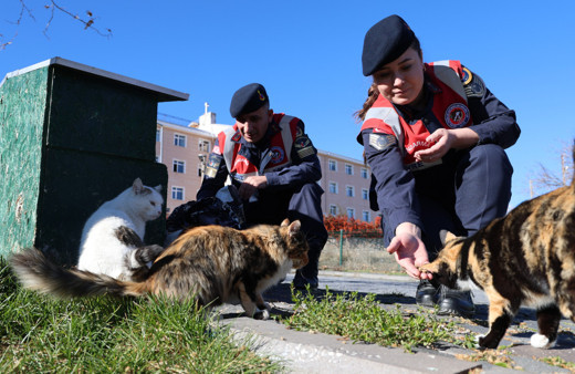Jandarmadan, sokak hayvanlarına şefkat eli