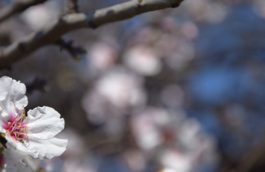 Bahar kendini gösteri, meyve ağaçları çiçek açtı