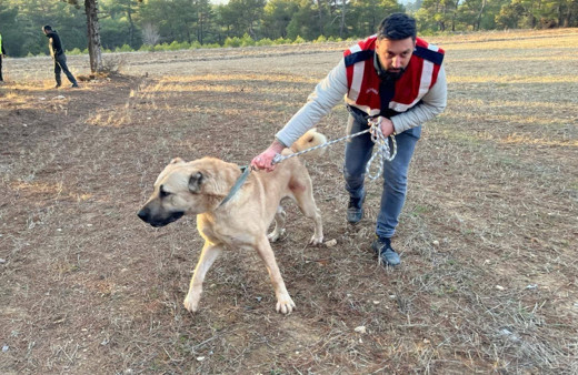 Köpek dövüşü yaptıranlara yönelik operasyon görüntüleri ortaya çıktı