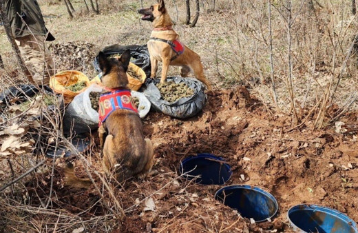 Bidon içerisine saklanmış 43 kilo esrar ele geçirildi