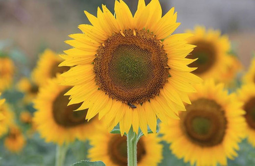 Konya Ovası'nda çerezlik ayçiçeği üretimi artıyor