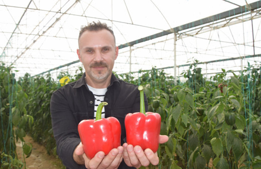 Kardeş ülkeden alınan tohumla Kaliforniya biber üretiminde kalite arttı