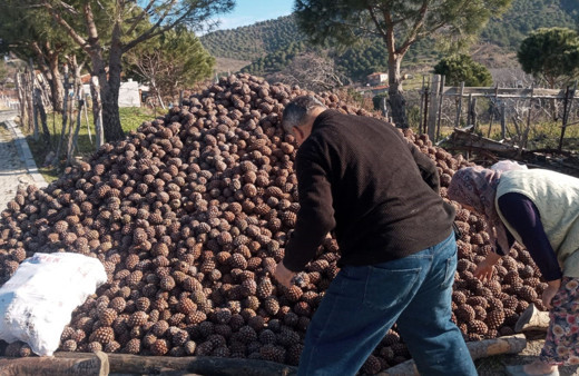 Burhaniye’de kozalak hasadı tamamlandı