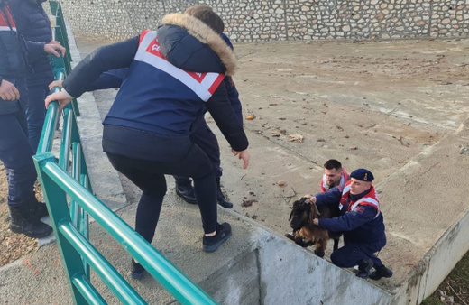 Su kanalında mahsur kalan keçiyi jandarma kurtardı!