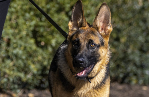 ABD Başkanı Biden'ın Beyaz Saray'dan uzaklaştırılan köpeği meğer önüne geleni ısırmış