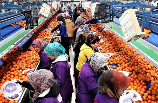 Türkiye'nin narenciye ihracatı, 2023'te 1 milyar doları aştı!