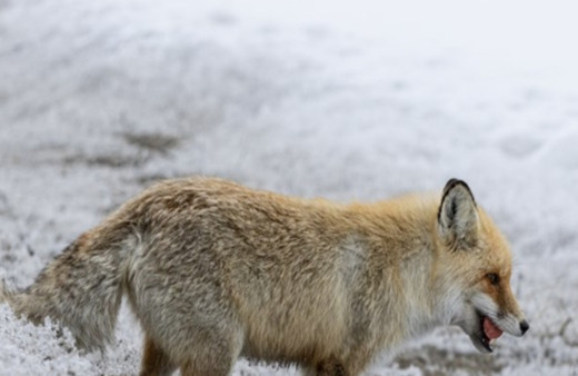 Erzurum'da aç kalan tilkiyi kraker ve sucukla beslediler