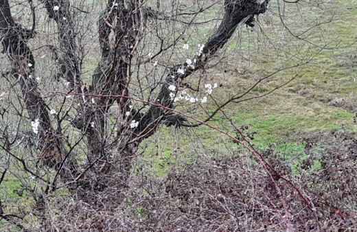 Badem ağaçları vaktinden önce çiçek açtı