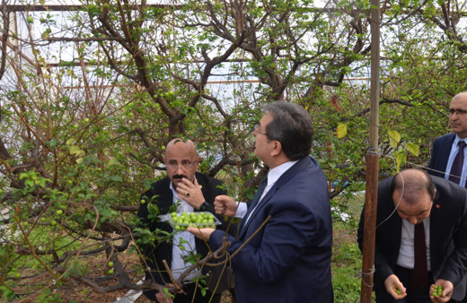 Kilosu 150 dolardan ihracata gönderilecek