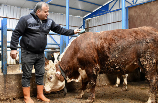 İstanbul'daki hayatını bıraktı, memleketinde besici oldu!