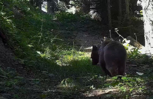 Ilgaz Dağı Milli Parkındaki yaban hayatı zenginliği fotokapanlara yansıdı